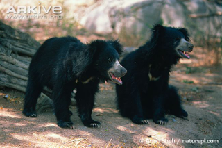 Illustration for article titled Thursidae - Melursus ursinus Edition